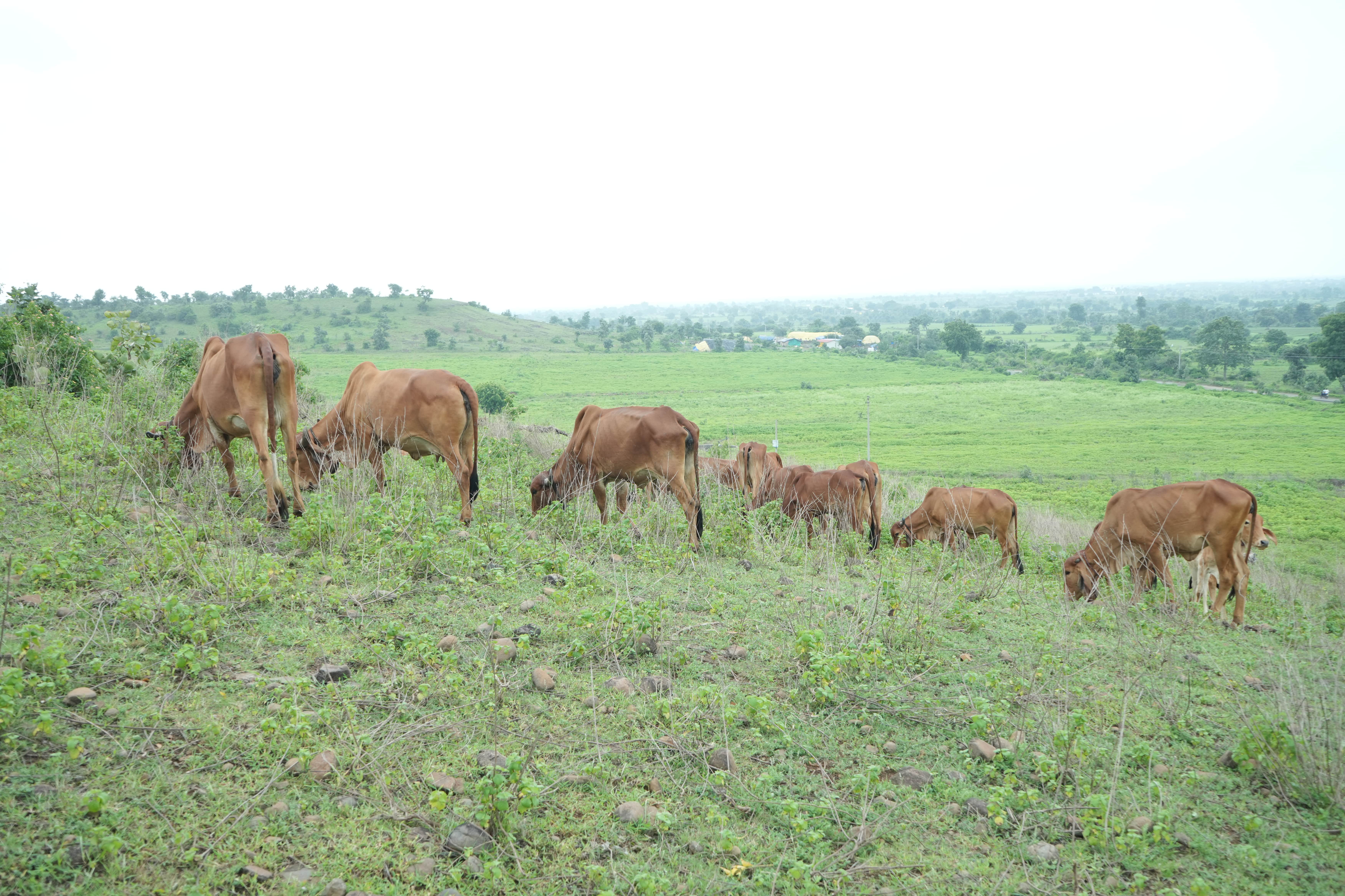 Lush green fields