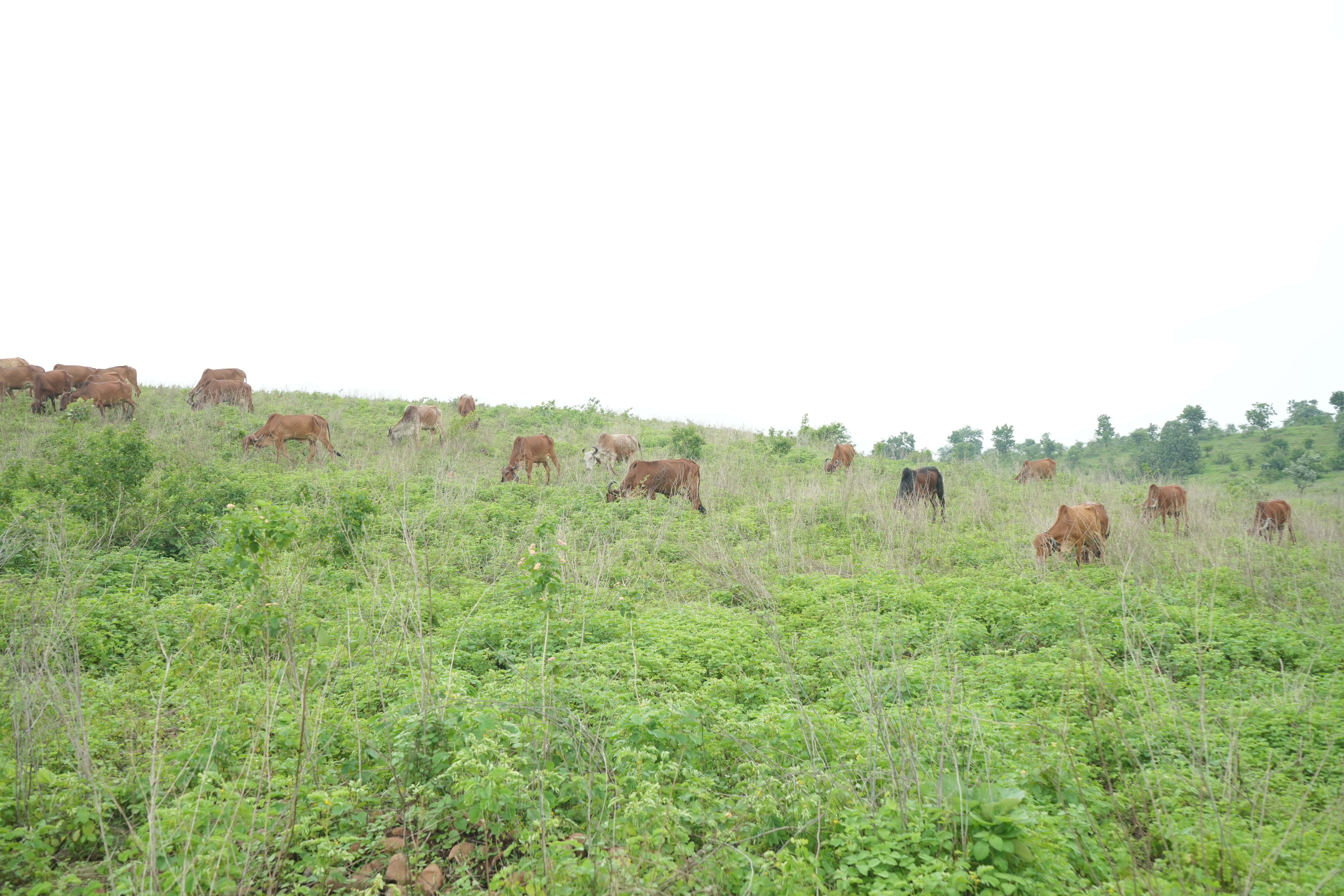 Lush green fields