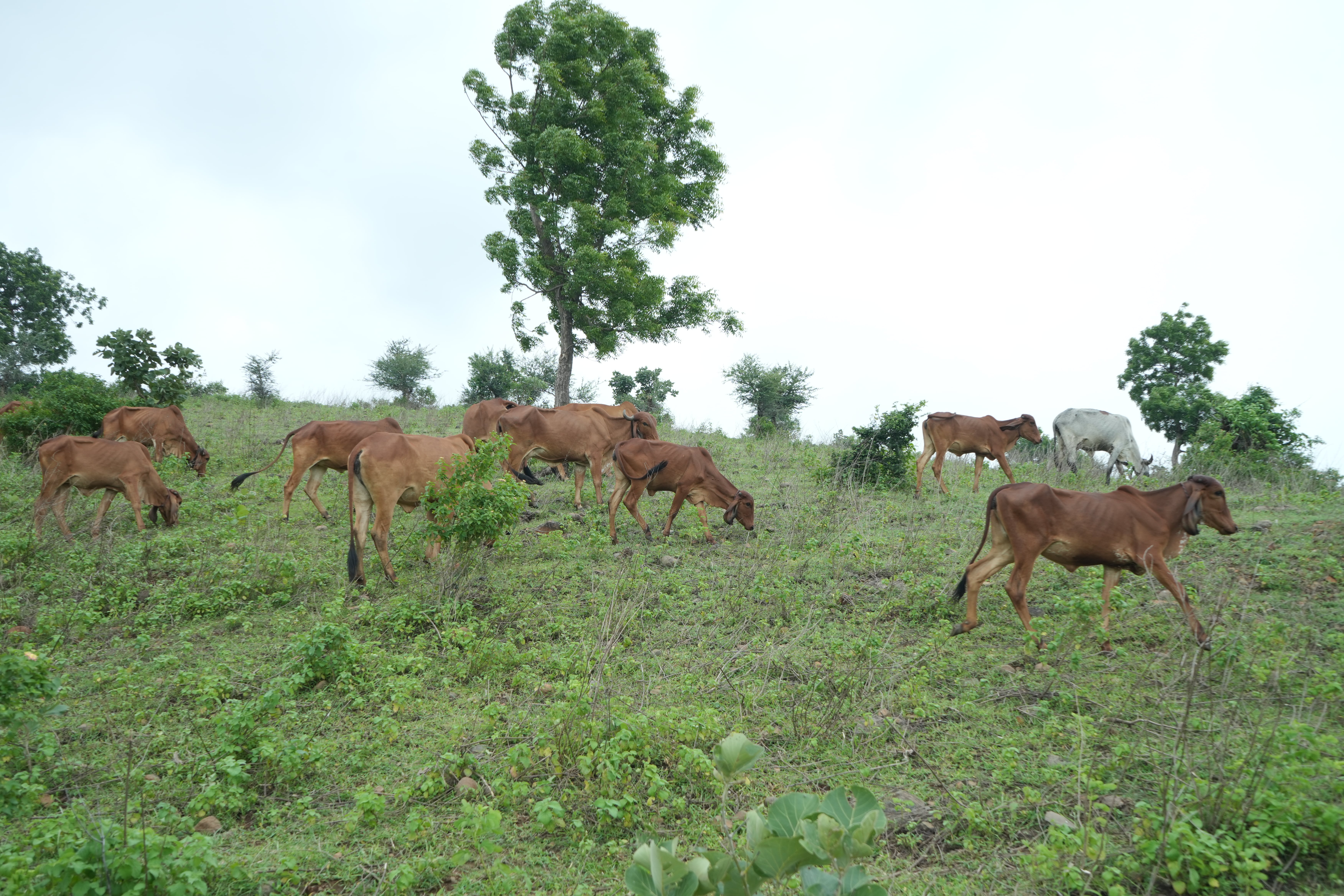 Lush green fields